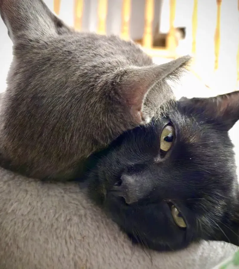 Foto de Orio y Blue, Gato en adopción en Madrid