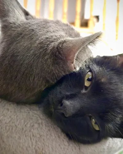 Foto de Orio y Blue, Gato similar en El Cubil