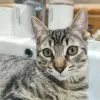 Miniatura 1 de Bagheera