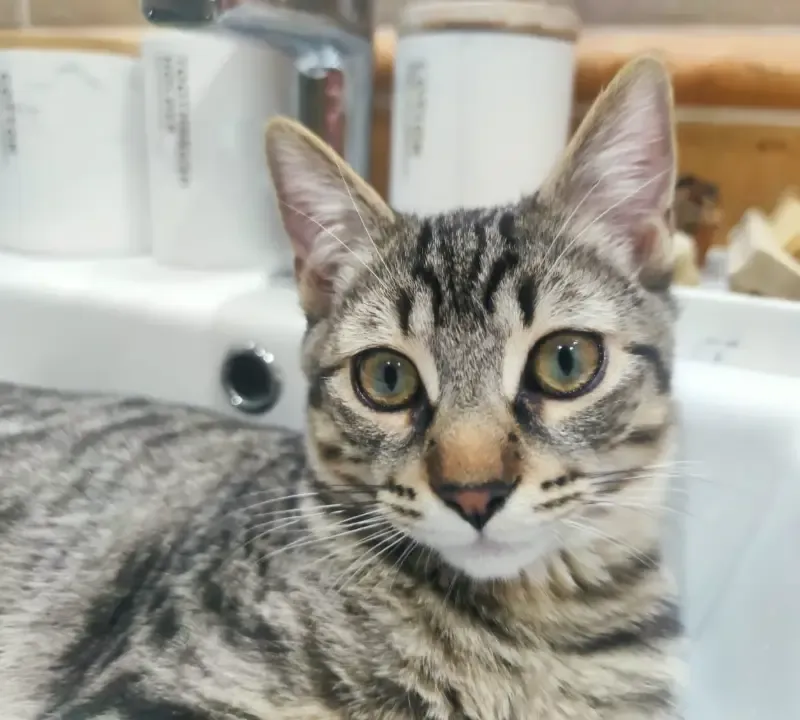 Foto de Bagheera, Gato en adopción en Madrid