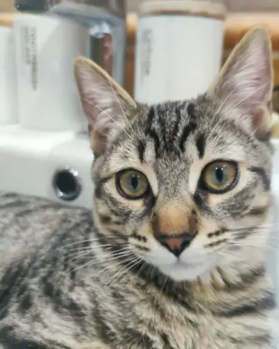 Foto de Bagheera, Gato similar en El Cubil