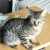 Miniatura 4 de Bagheera