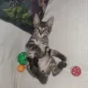 Miniatura 5 de Bagheera