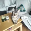 Miniatura 6 de Bagheera