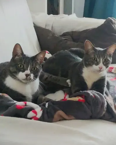 Foto de Pink y Floyd, Gato en búsqueda de familia en Madrid