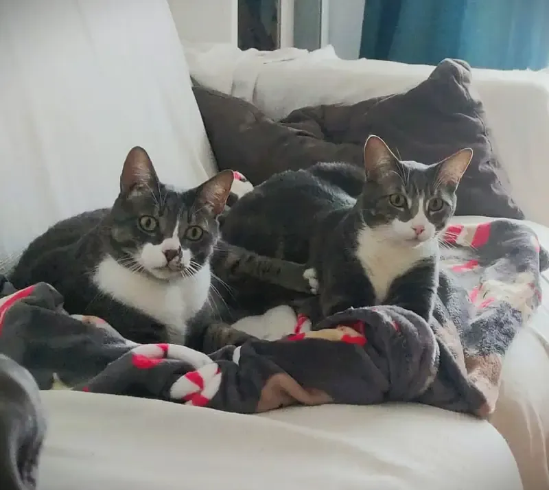 Foto de Pink y Floyd, Gato en adopción en Madrid