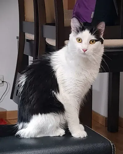 Foto de Noa, Gato en búsqueda de familia en Madrid