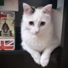 Miniatura 1 de Blanquita