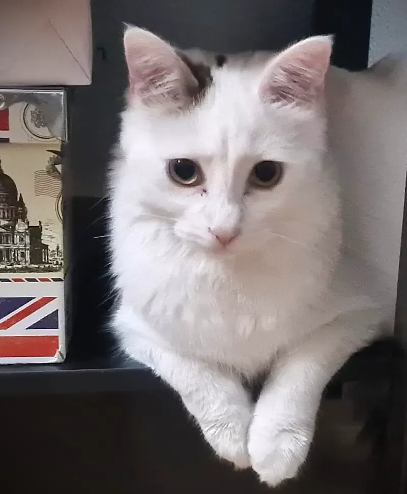 Foto de Blanquita, Gato en adopción en Madrid