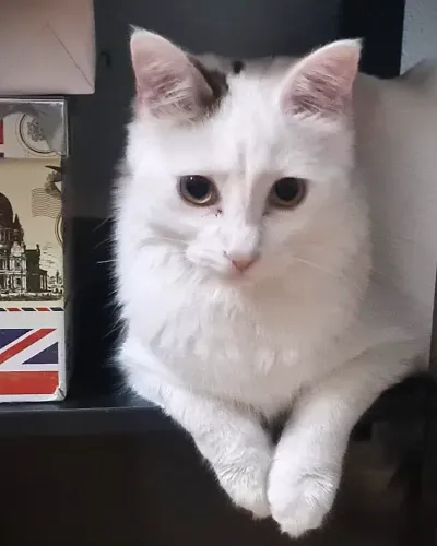 Foto de Blanquita, Gato en búsqueda de familia en Madrid