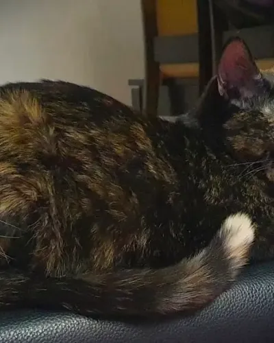 Foto de Lucy, Gato en búsqueda de familia en Madrid