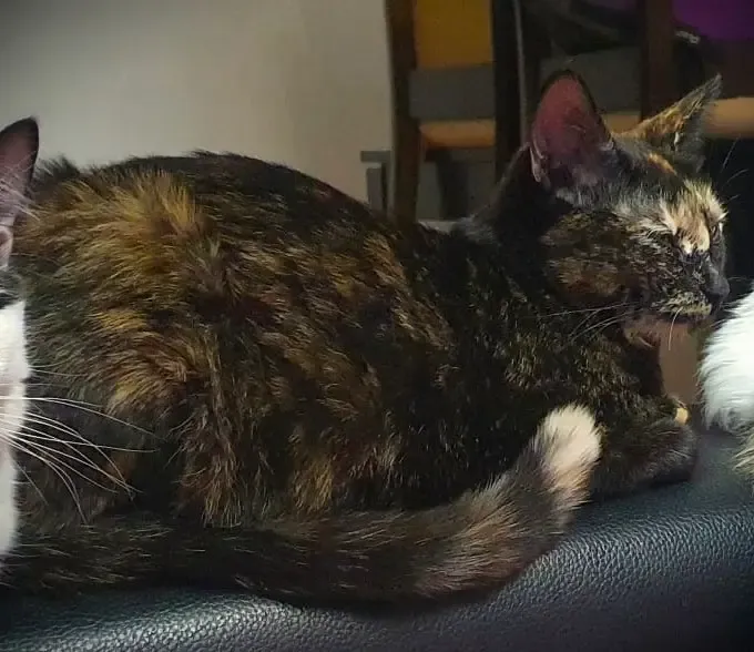 Foto de Lucy, Gato en adopción en Madrid